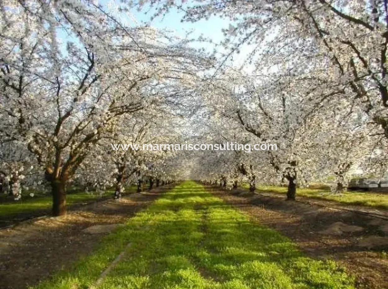 Garten Zum Verkauf In Mugla Region 880000M2 Nussbaum
