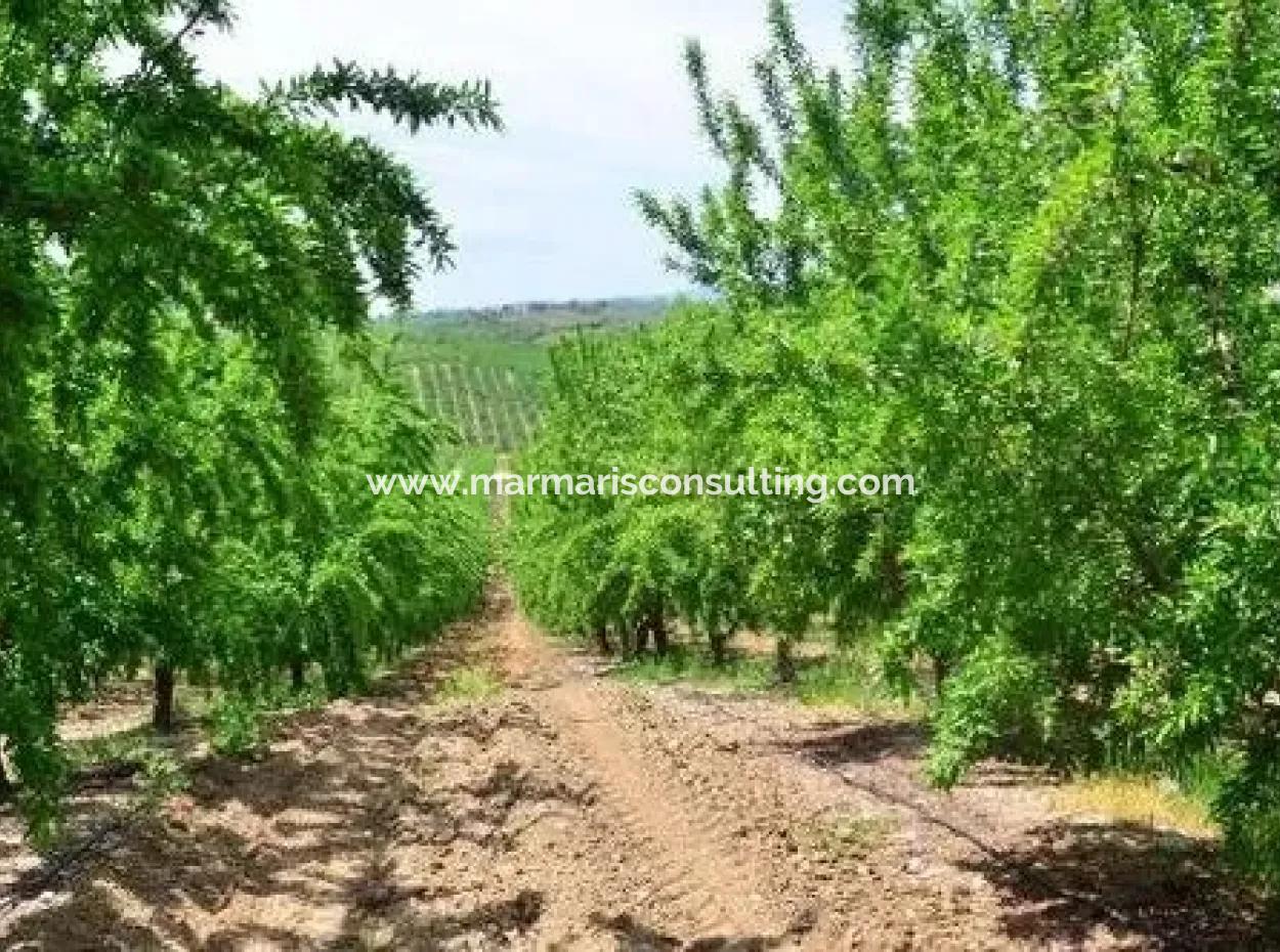 Garten Zum Verkauf In Mugla Region 880000M2 Nussbaum