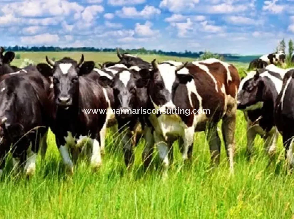 Garten Zum Verkauf In Mugla Region 880000M2 Nussbaum