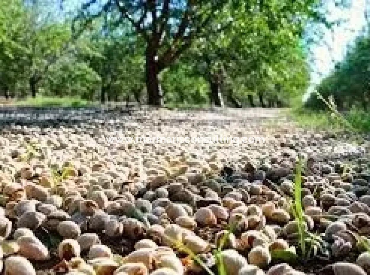 Garten Zum Verkauf In Mugla Region 880000M2 Nussbaum