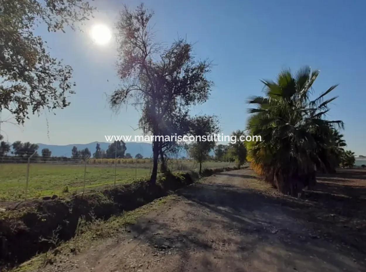 32000M2 Acker-Avocados, Gewächshausbau, Landwirtschaftliche Betriebe, Geeignet Für Viehland In Köyce-Inz Dösü-Belen