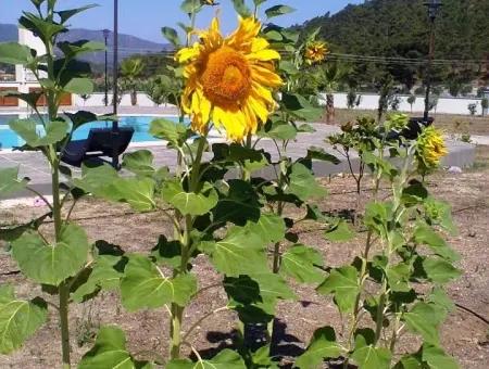 Gebaut Auf Einem Grundstück Von 7000M2 In Marmaris, 8 Zimmer, Haus Ranch Pool