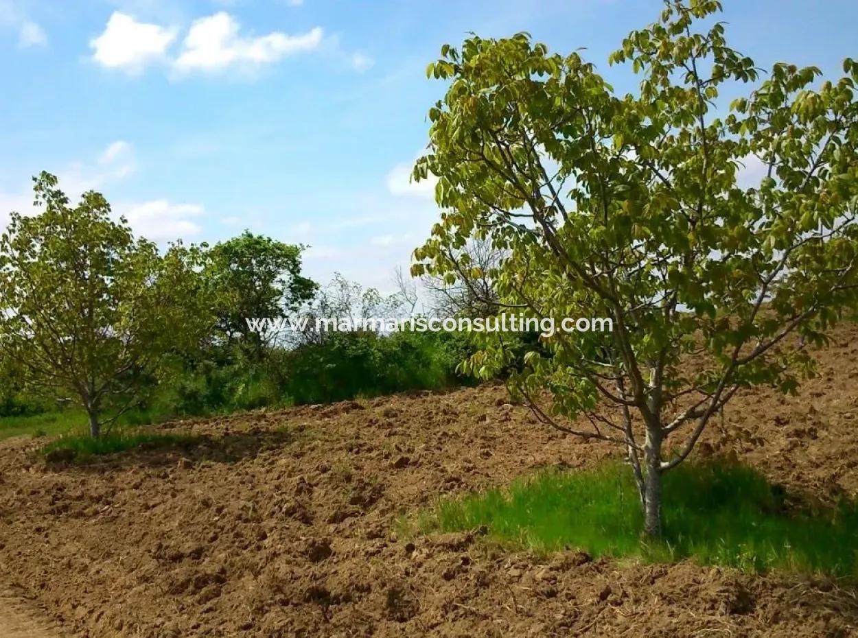 Garden For Sale In Mugla Region 880000M2 Walnut