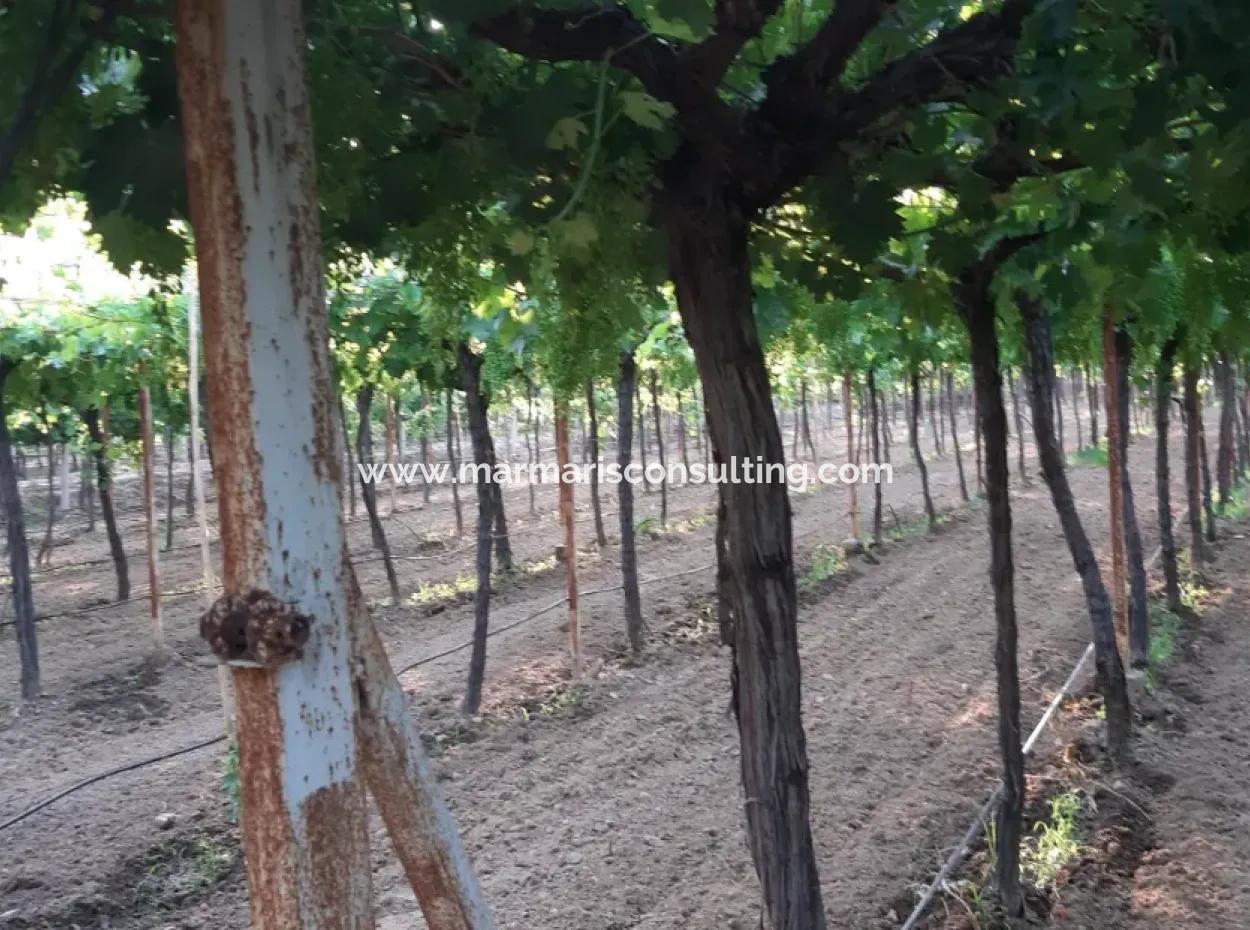 Manisa Prefecture Alasehir District 19000M2 Grapefring Farm For Urgent Sale