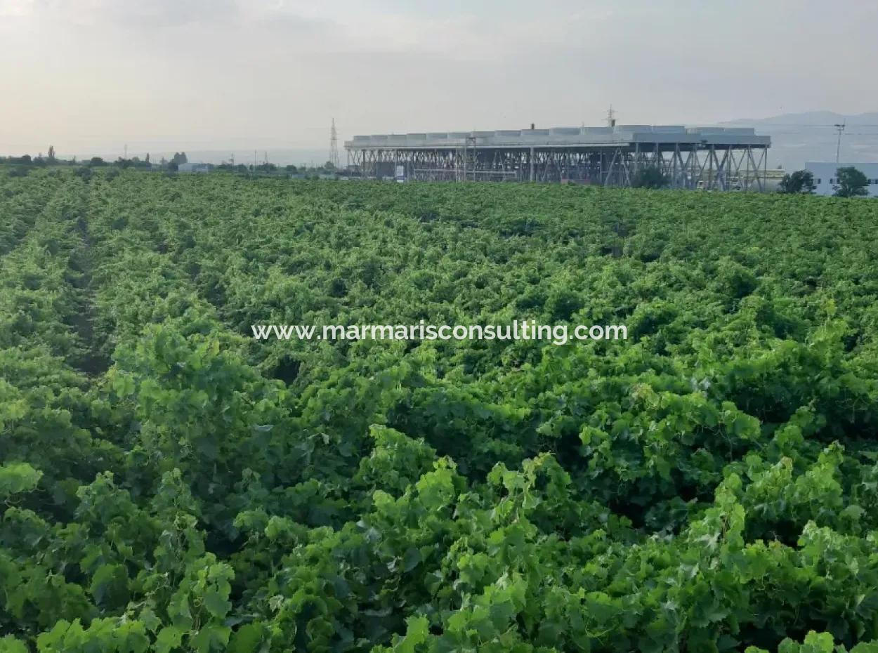 Manisa Prefecture Alasehir District 19000M2 Grapefring Farm For Urgent Sale