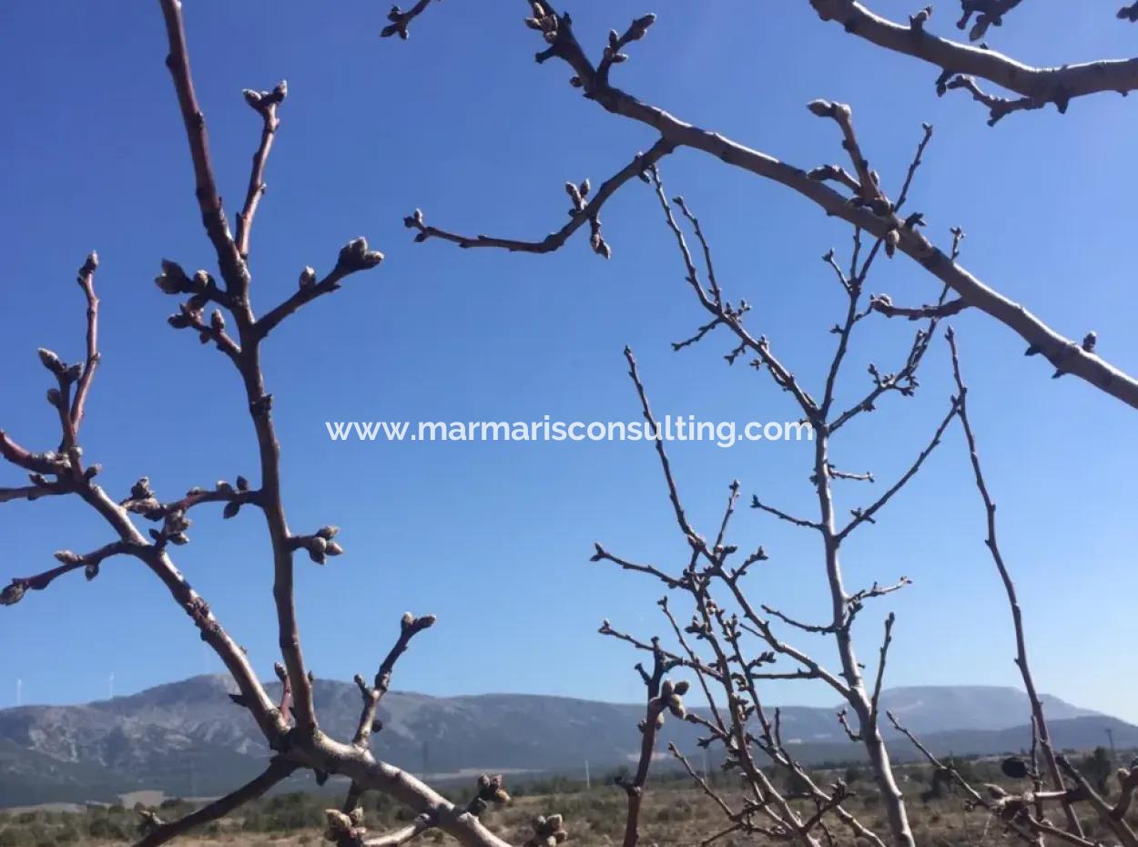 The 200000M2 Almond Garden Is For Sale In The Center Of Mugla.