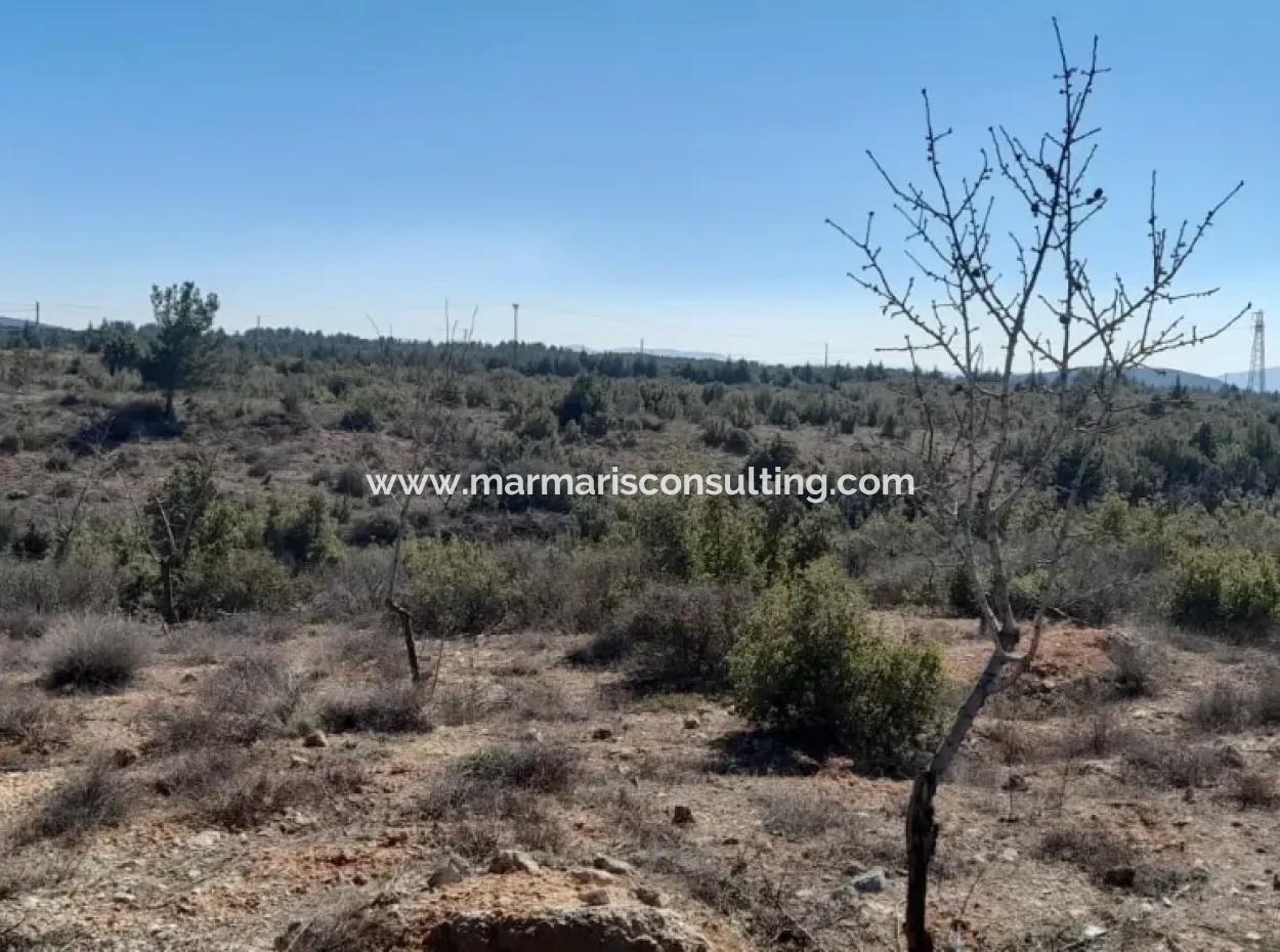 The 200000M2 Almond Garden Is For Sale In The Center Of Mugla.