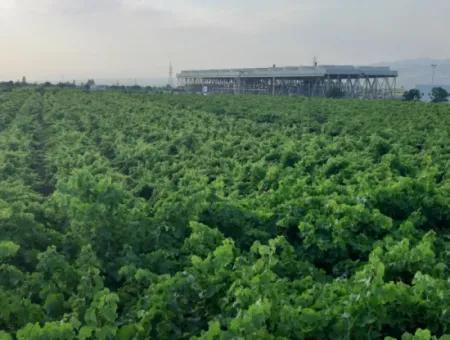 Manisa Prefecture Alasehir District 19000M2 Grapefring Farm For Urgent Sale