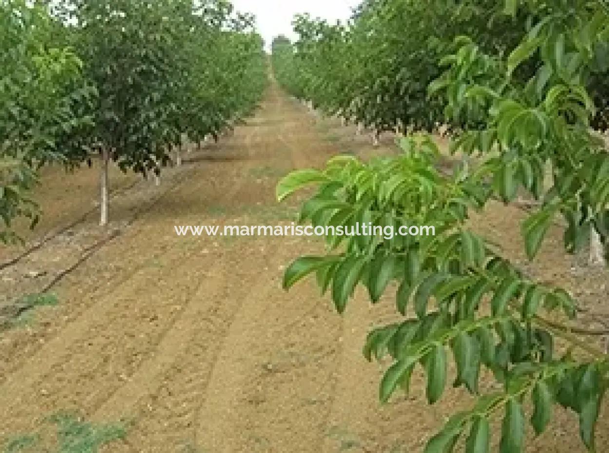 Muğla Bölgesinde 880000M2 Satılık Ceviz Bahçesi